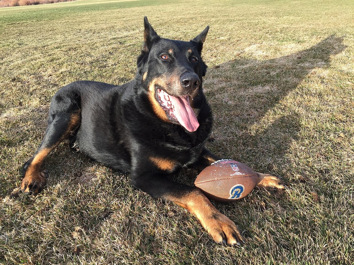 Un beauceron attentif