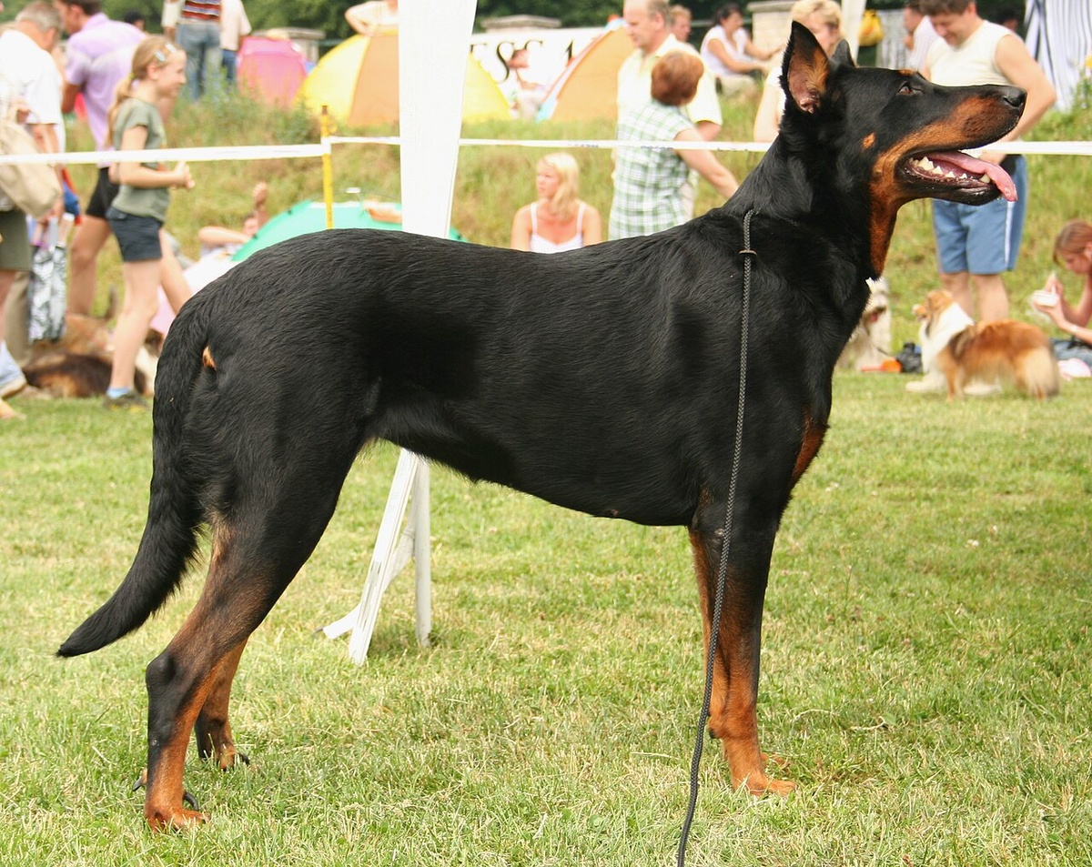 Beauceron en laisse au milieu d’un rassemblement canin