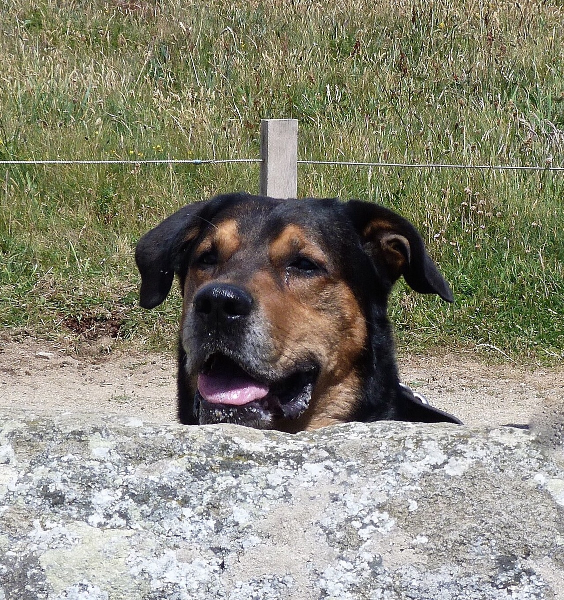 Beauceron à l’affût derrière un muret, devant un pré