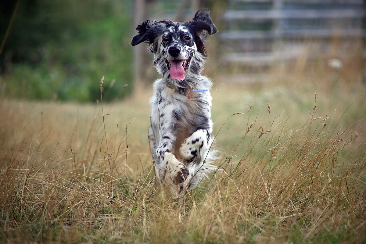 Un chien qui court dans l’herbe