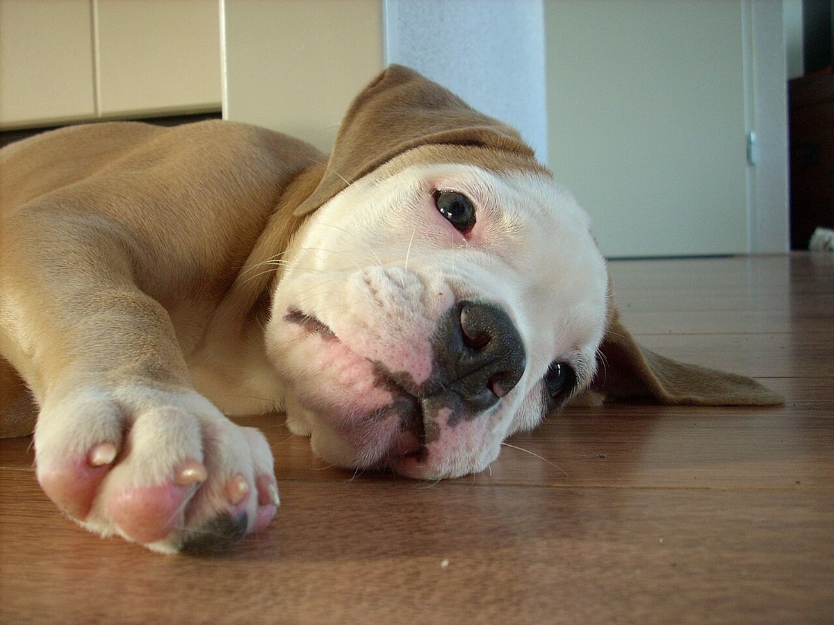 Chiot Old English Bulldog qui fait la sieste